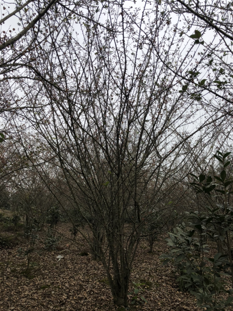 丛生海棠（诚信经营以质量求生存）