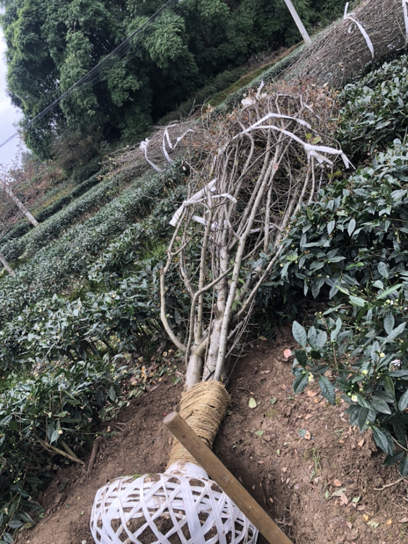 丛生海棠（诚信经营以质量求生存）