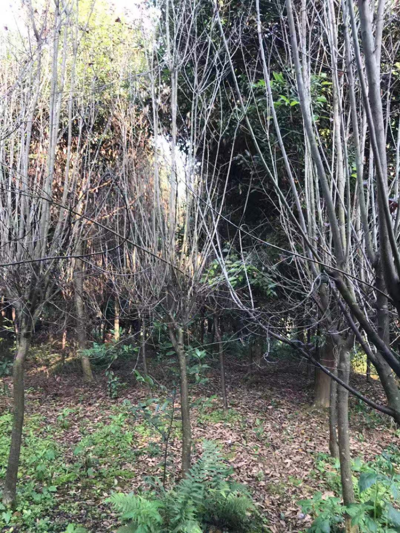 红叶李（诚信经营以质量求生存）