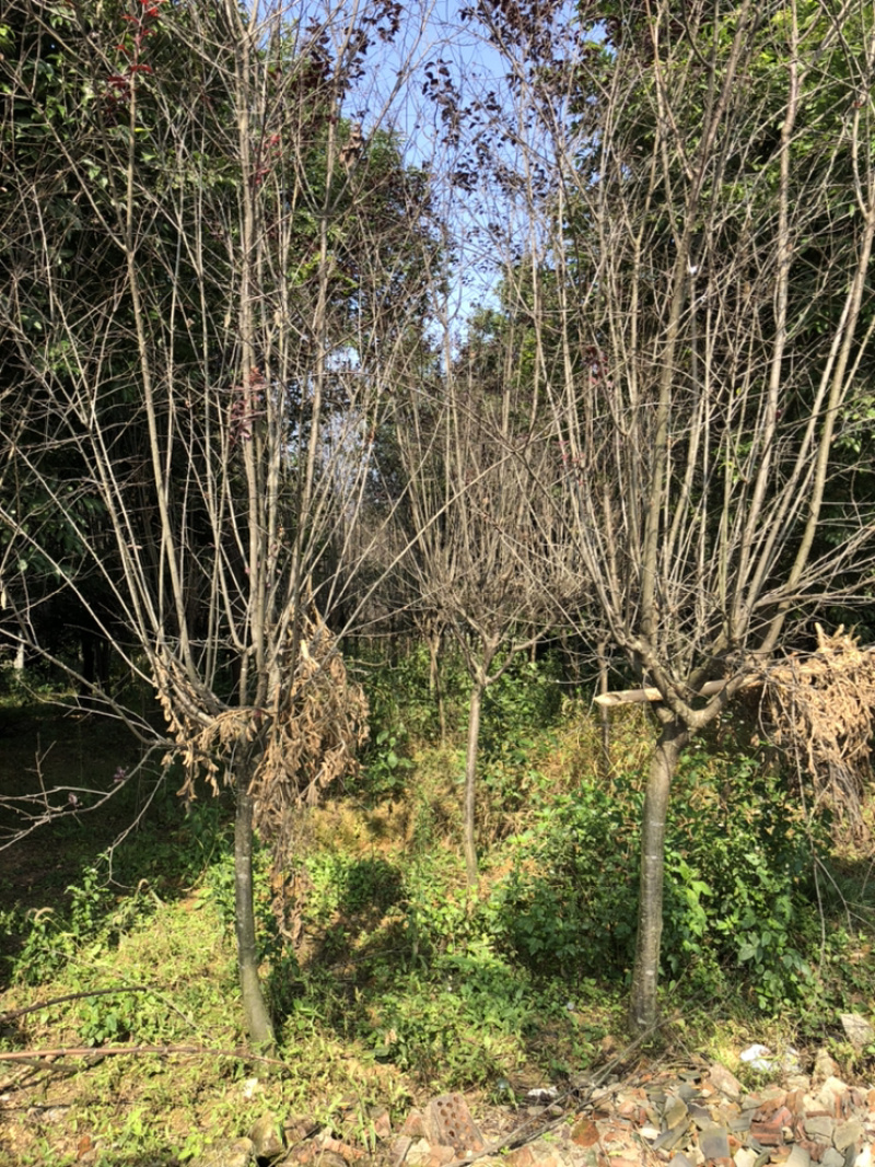 红叶李（诚信经营以质量求生存）