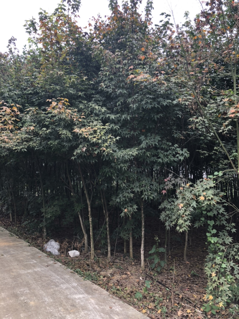 红叶李（诚信经营以质量求生存）