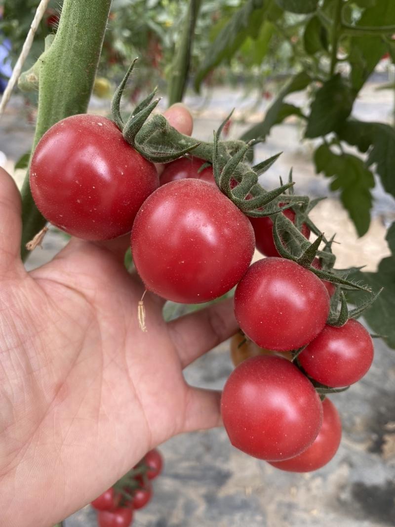大红果番茄种子、无限生长早中熟、耐热耐寒、抗病毒、品质好