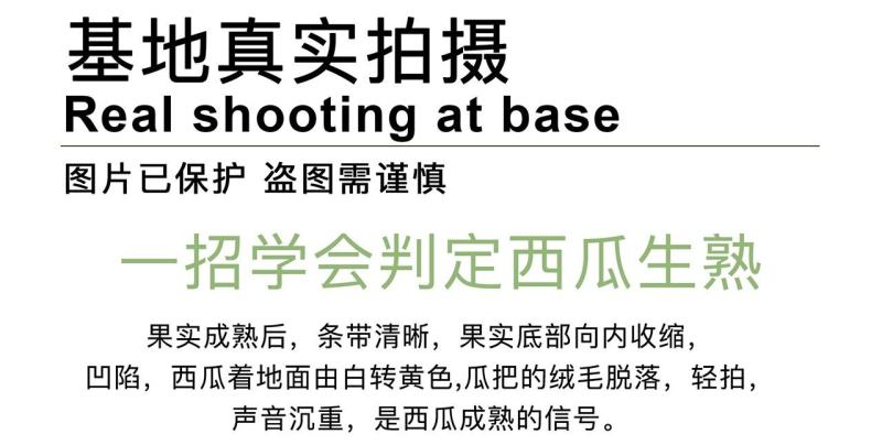 彩虹二号礼品西瓜种子，橘肉墨绿皮，超甜小型果肉细腻