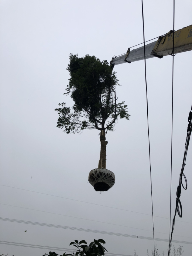 天竺桂（诚信经营以质量求生存）