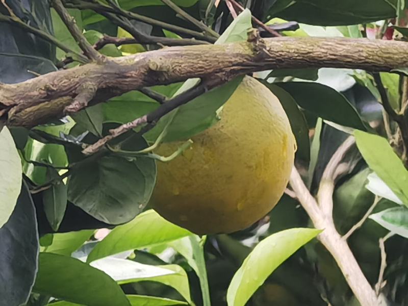 5A景区崀山脐橙纽荷尔、红心橙
