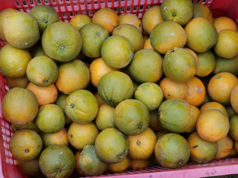 5A景区崀山脐橙纽荷尔、红心橙