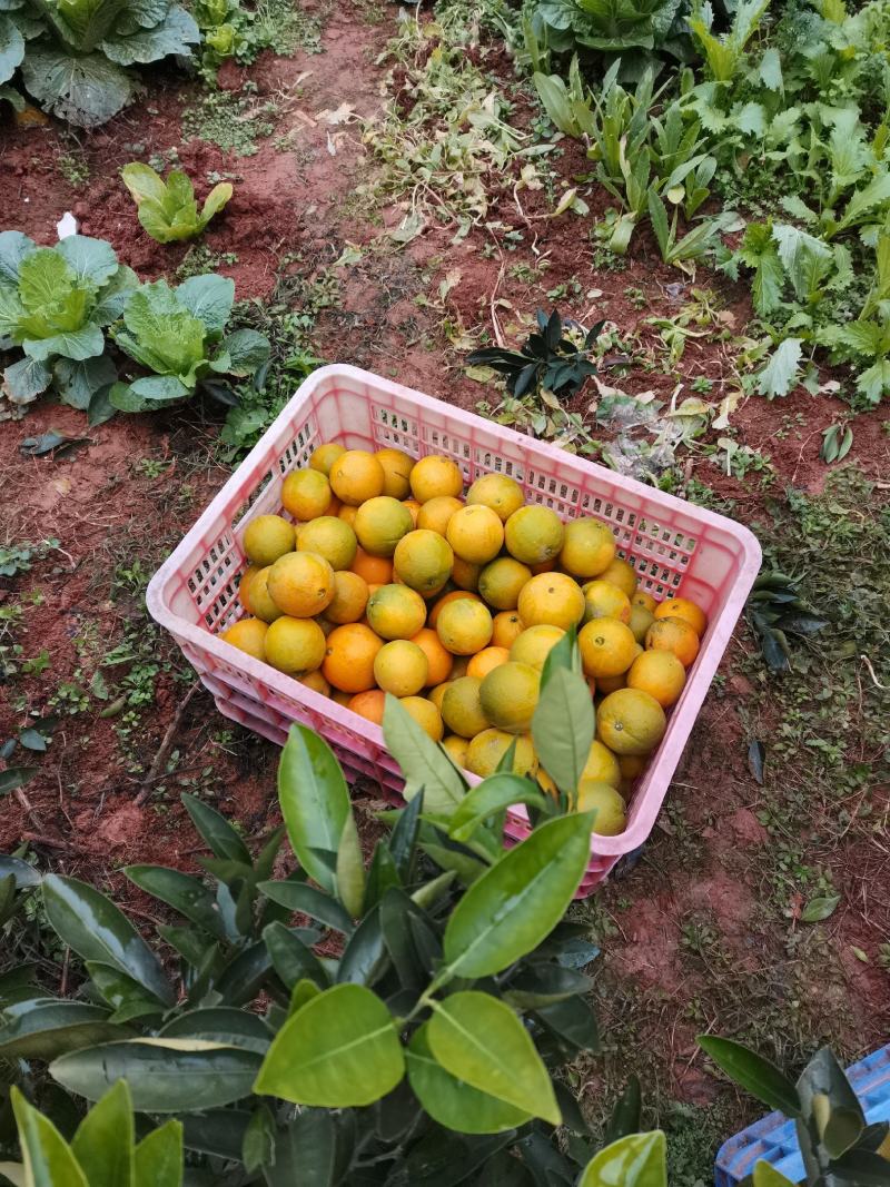 5A景区崀山脐橙纽荷尔、红心橙