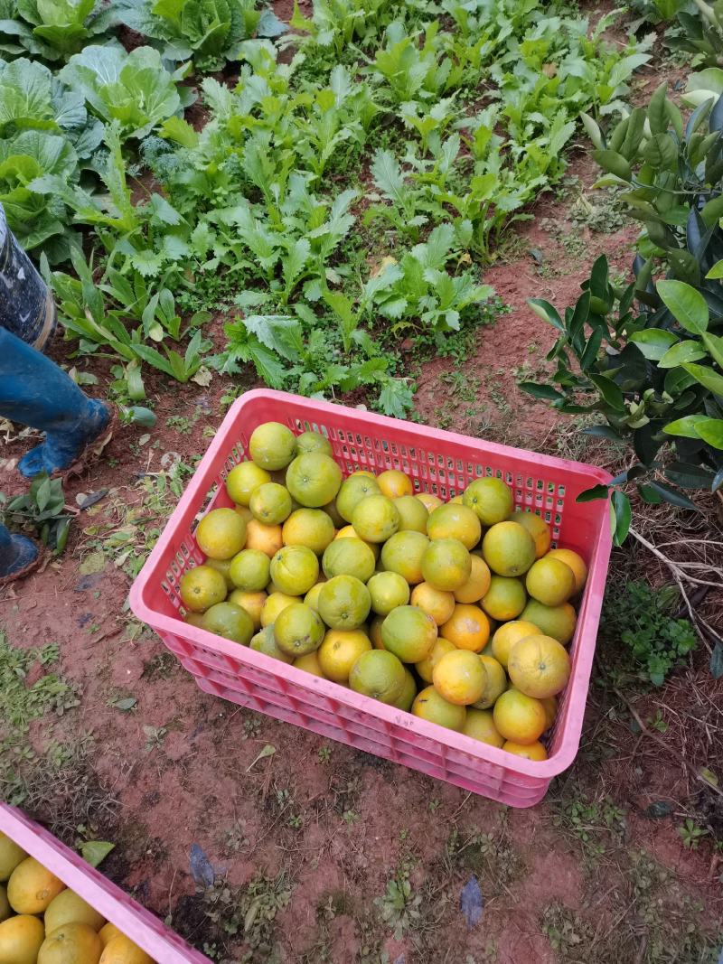 5A景区崀山脐橙纽荷尔、红心橙