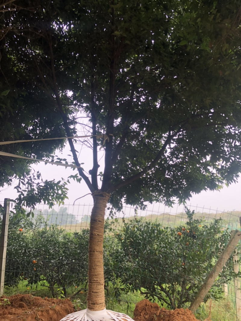 天竺桂（诚信经营以质量求生存）