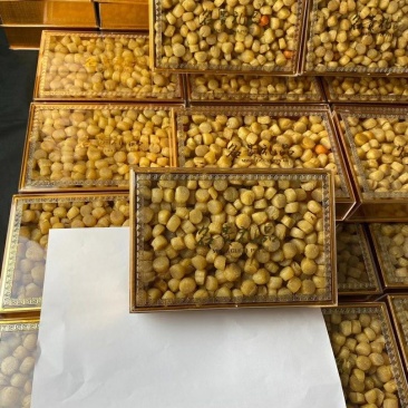 300头大连元贝新鲜淡干货，味道非常香，干度好一斤