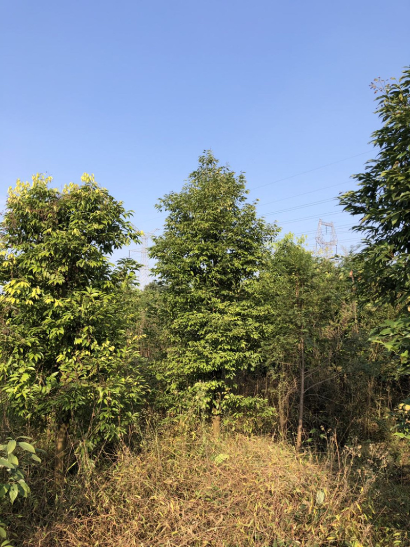 天竺桂（诚信经营以质量求生存）