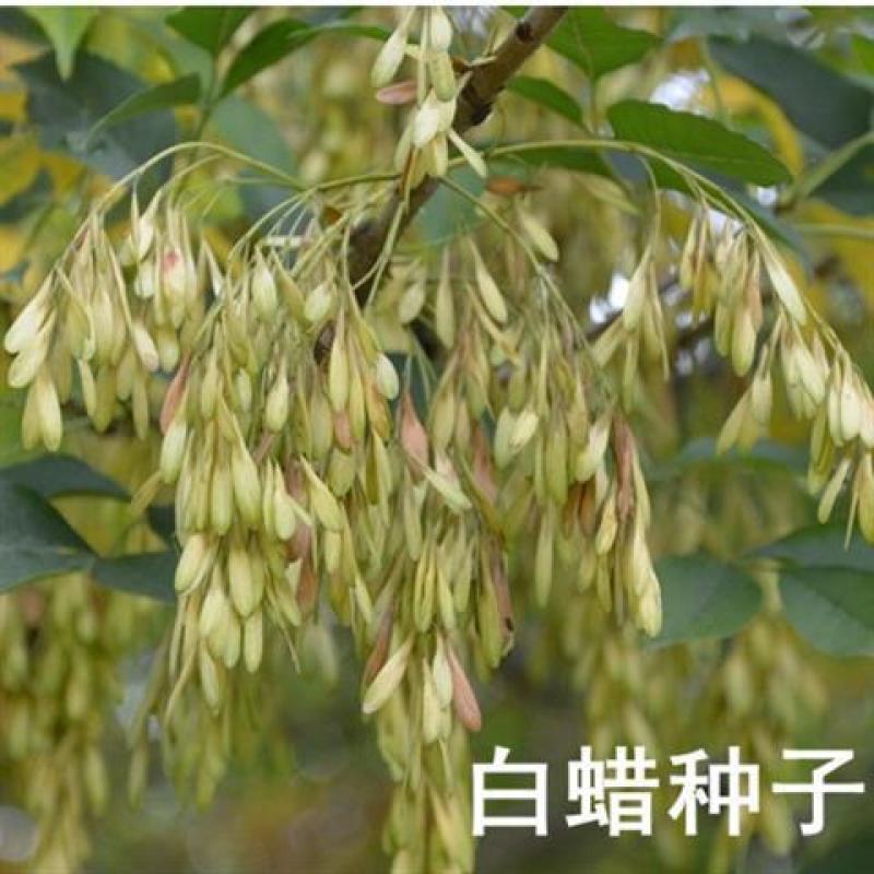 速生白蜡种子白腊种子金叶白蜡当年新采发芽率高