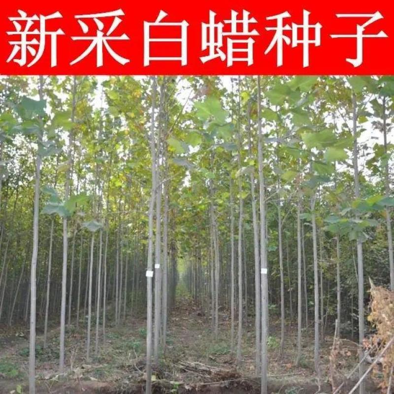 速生白蜡种子白腊种子金叶白蜡当年新采发芽率高
