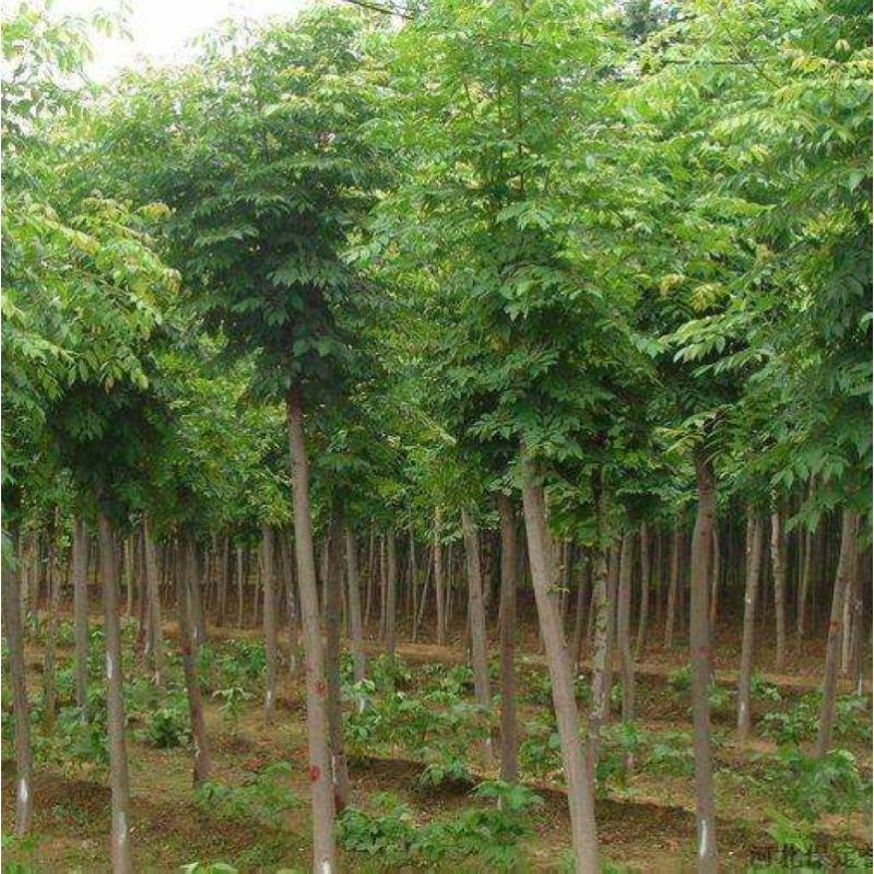 速生白蜡种子白腊种子金叶白蜡当年新采发芽率高