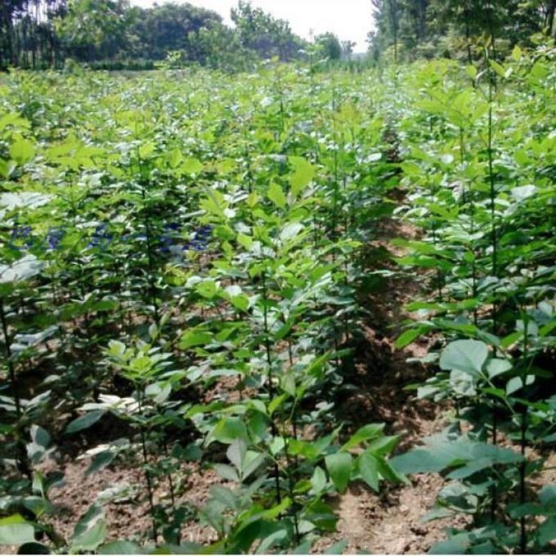 速生白蜡种子白腊种子金叶白蜡当年新采发芽率高