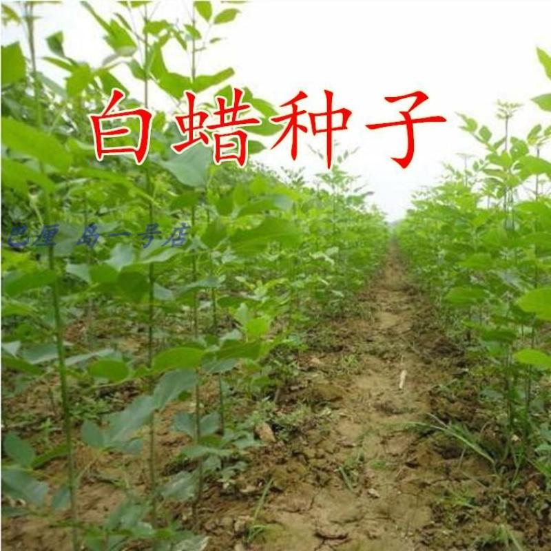 速生白蜡种子白腊种子金叶白蜡当年新采发芽率高
