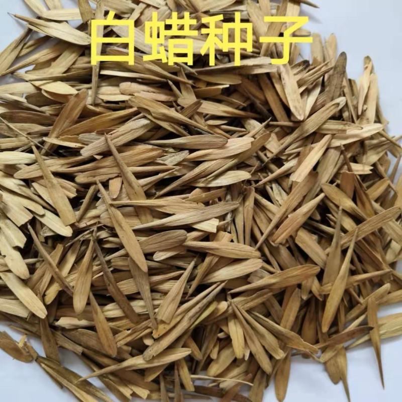 速生白蜡种子白腊种子金叶白蜡当年新采发芽率高