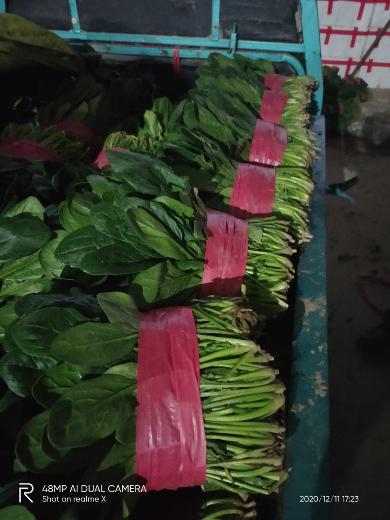 精品万亩菠菜品种齐全各种包装代发全国