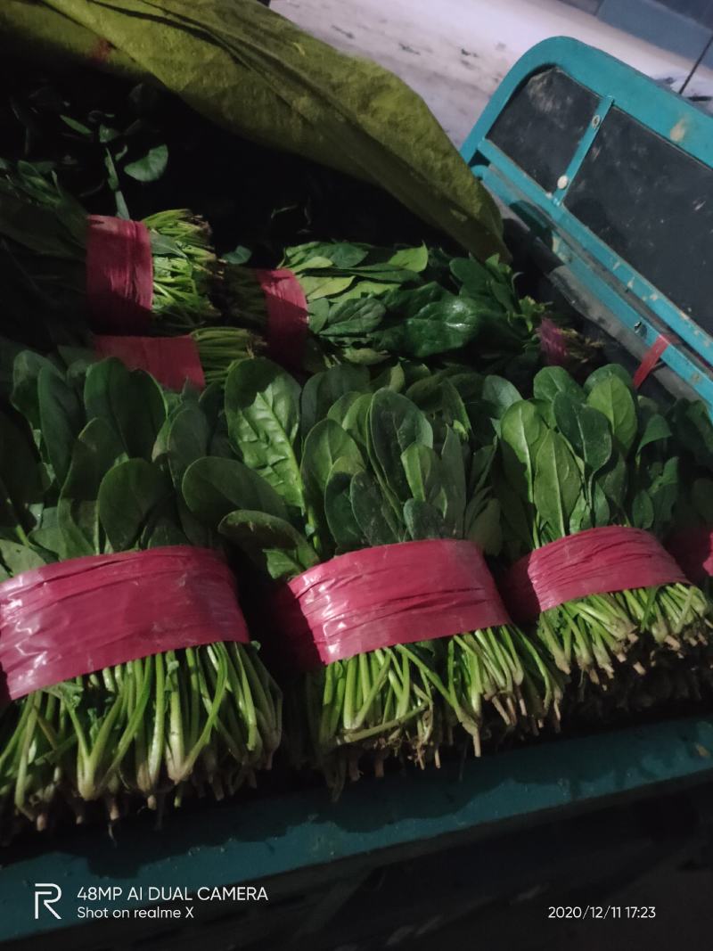 精品万亩菠菜品种齐全各种包装代发全国