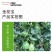 金花宝花皮花蕾甜瓜种子，杂交八里香，甜脆多汁，风味独特