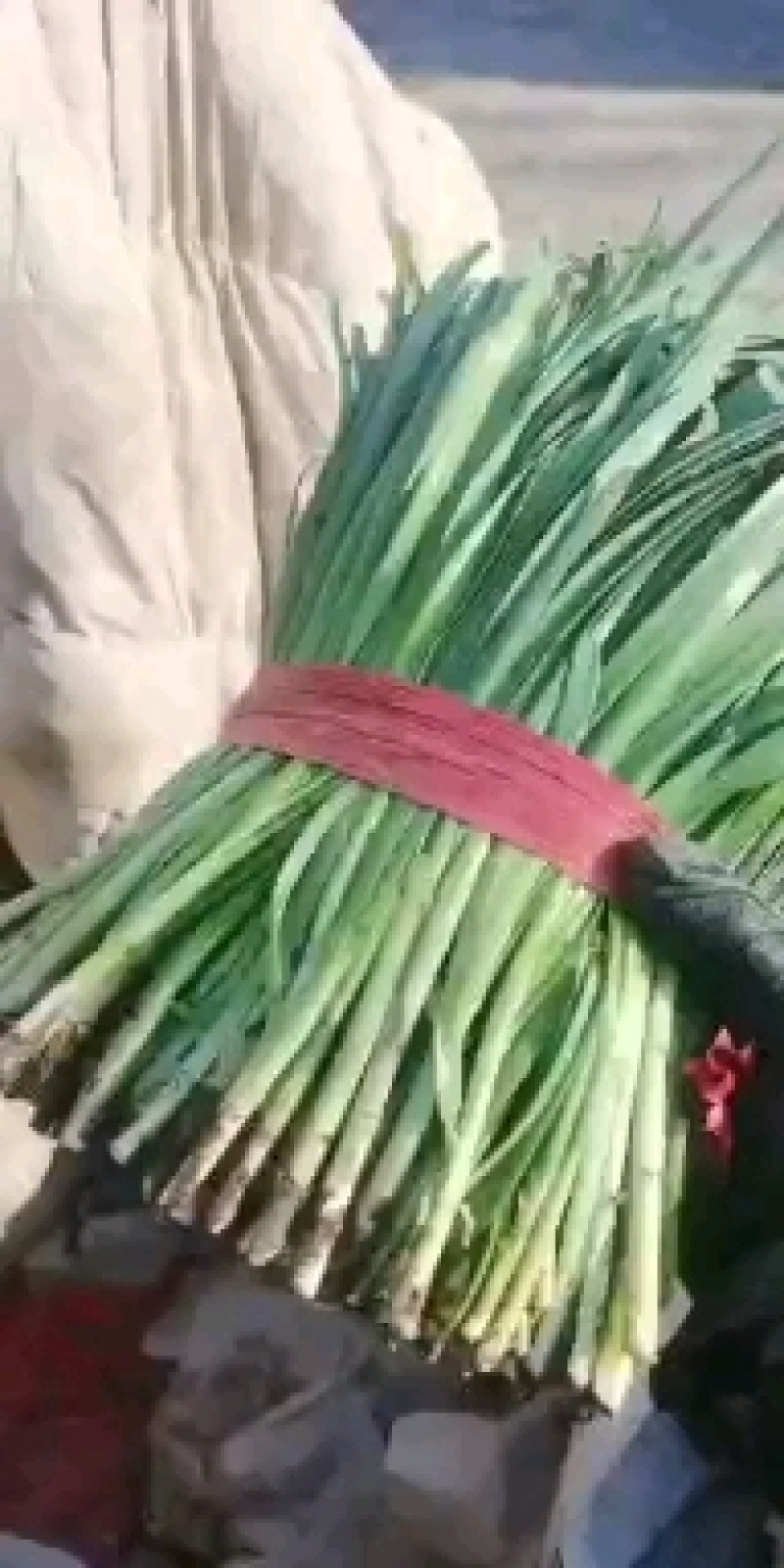 乐亭精品头刀二刀大量上市应有尽有欢迎采购