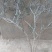 【有好货】大山里自然生长的迎春花，无人工培育纯野生产地直供