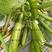 西葫芦杂交种子、耐低温弱光、抗病毒、瓜色油亮、早熟高产型