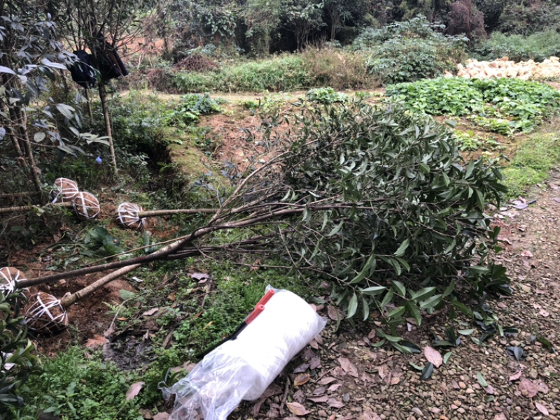 桂花（诚信经营以质量求生存）