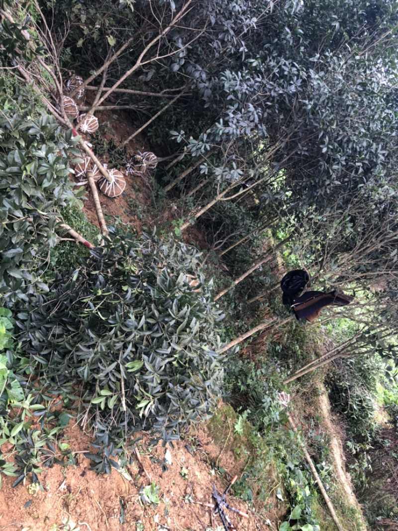桂花（诚信经营以质量求生存）