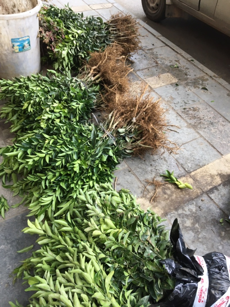 青皮蜜桔苗（巴西柑）【一手货源，全场包邮】