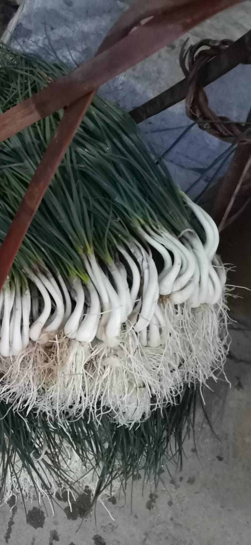 藠头直销，欢迎采购，同时求明年销路计划，欢迎批发商尝共同
