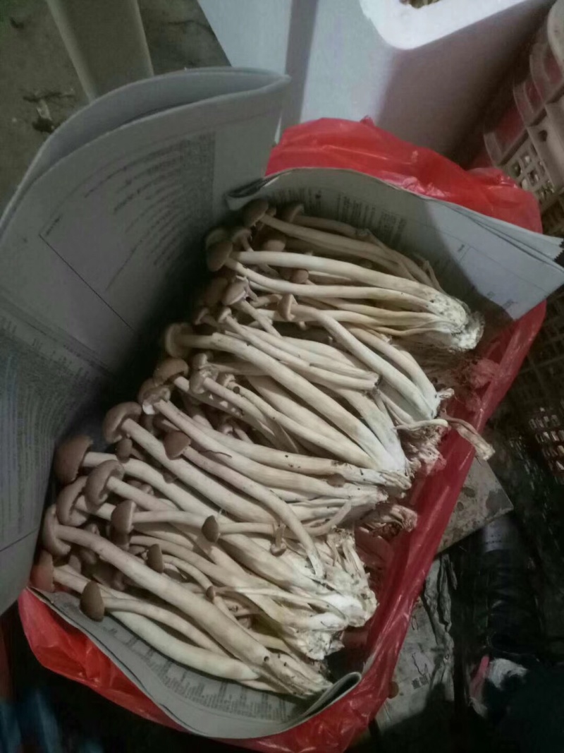 中国福建古田新鲜茶树菇