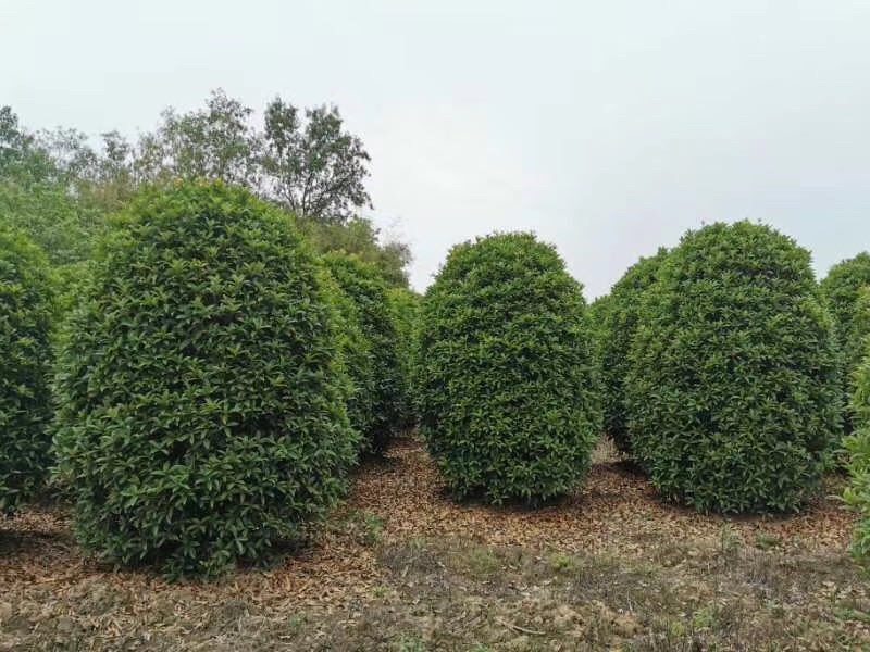 桂圆果园标准化种植场景