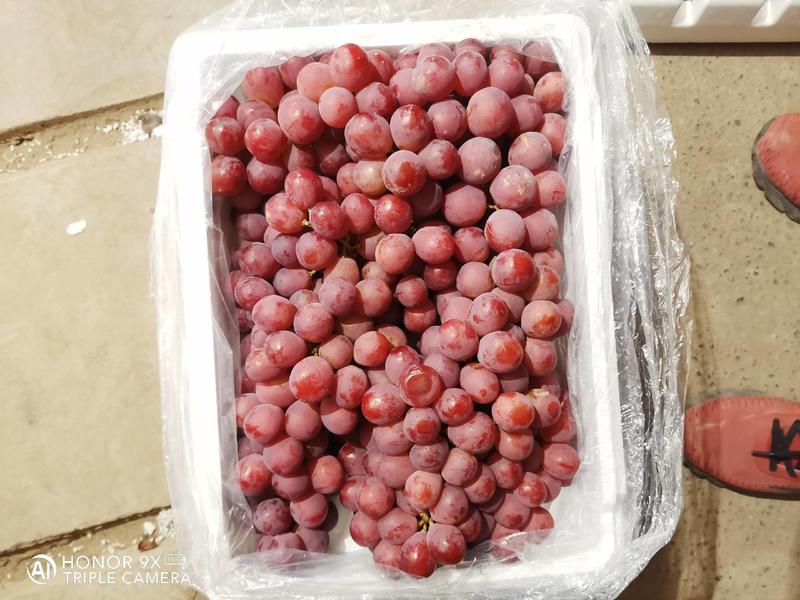 【优选】张家口精品红提葡萄，塑料筐泡沫箱包装常年供应