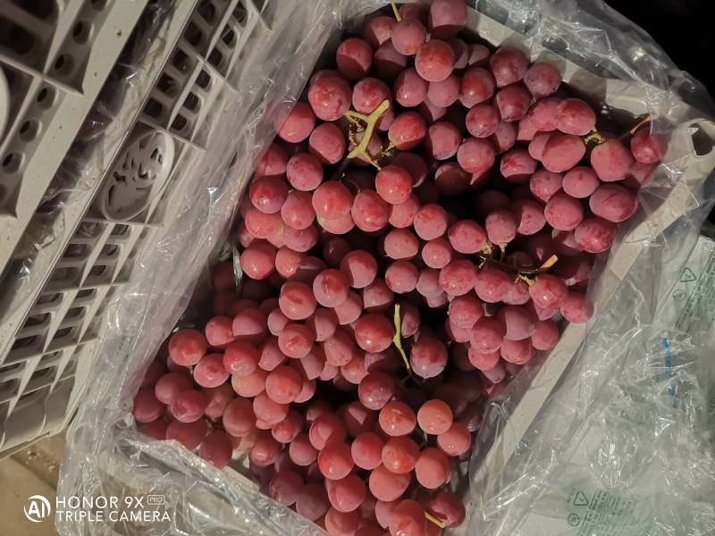 【优选】张家口精品红提葡萄，塑料筐泡沫箱包装常年供应