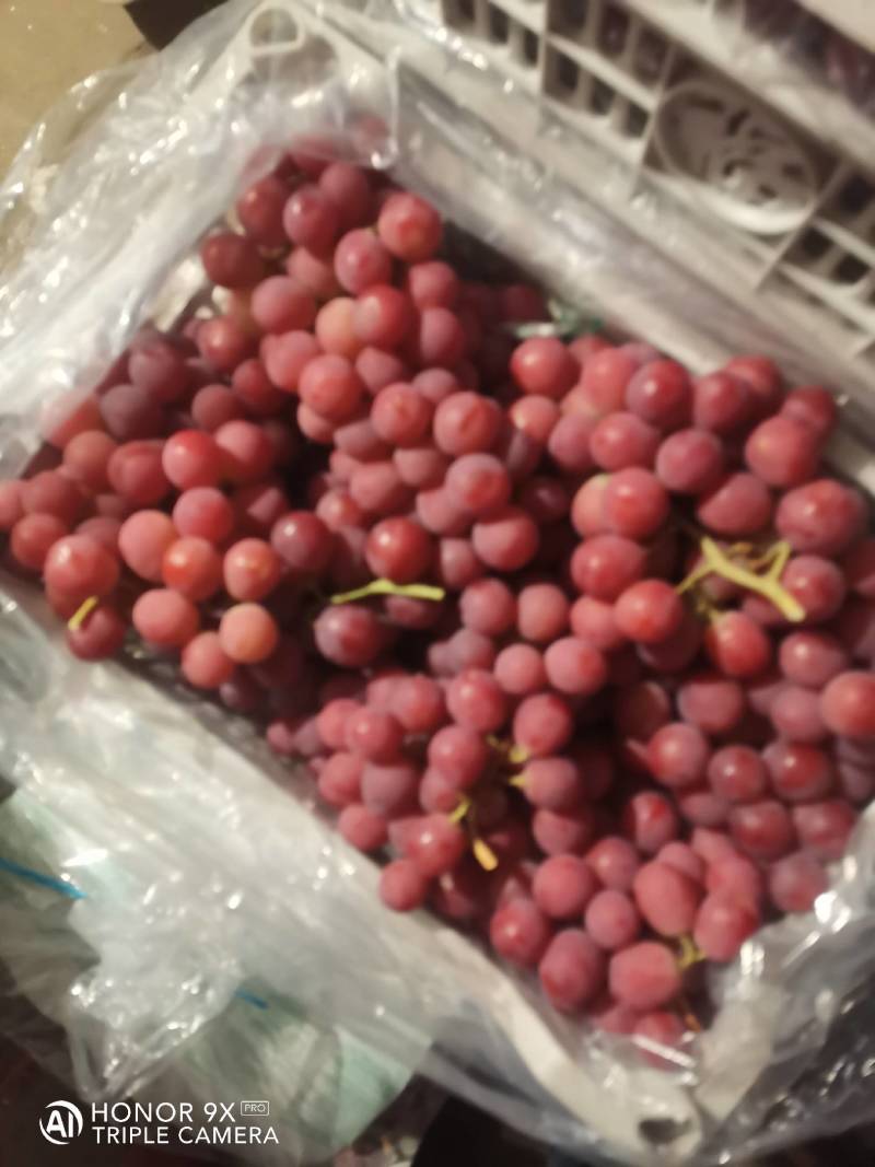 【优选】张家口精品红提葡萄，塑料筐泡沫箱包装常年供应