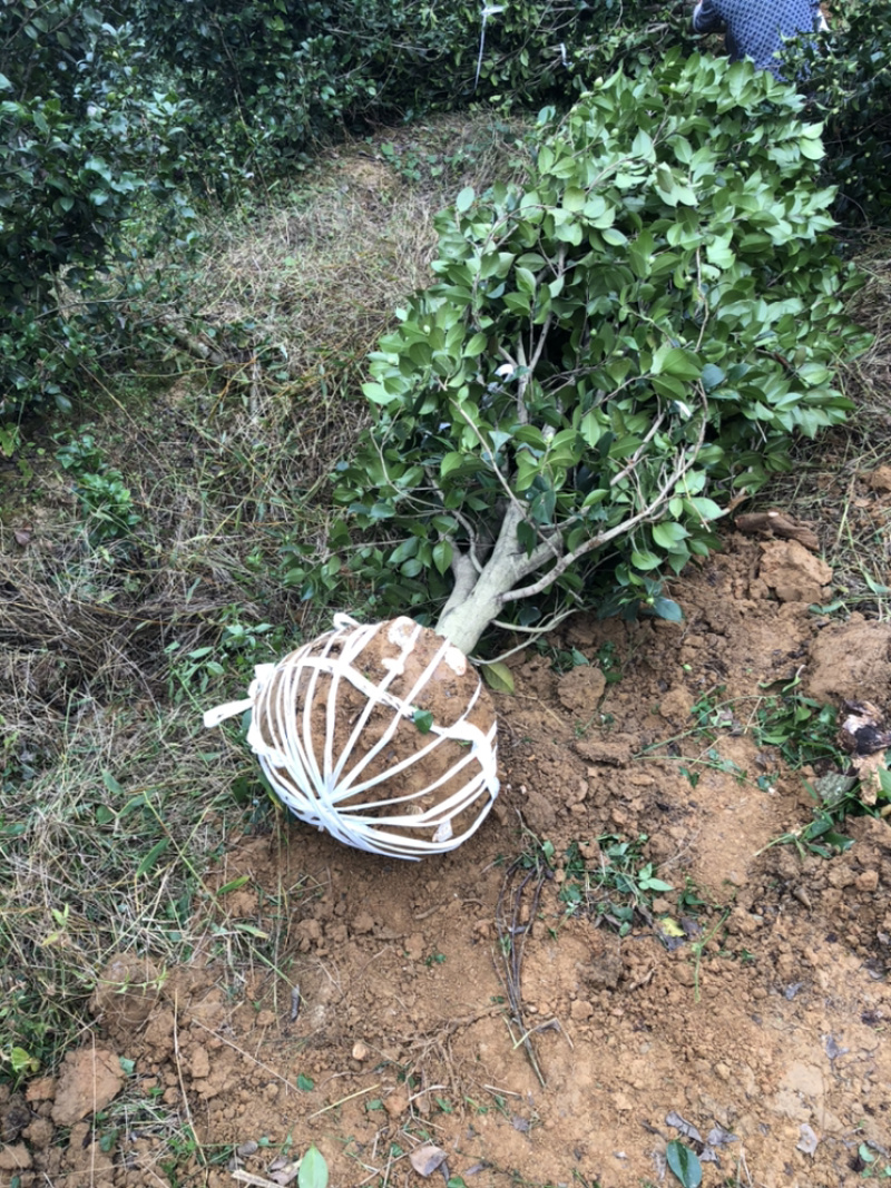 茶花（诚信经营以质量求生存）