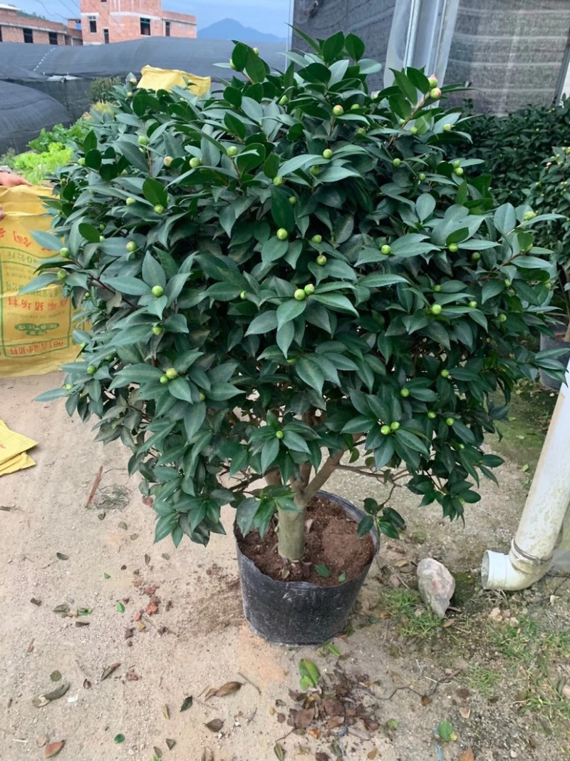 大茶花，香妃茶花，赤丹红茶花福建龙岩永福基地直销