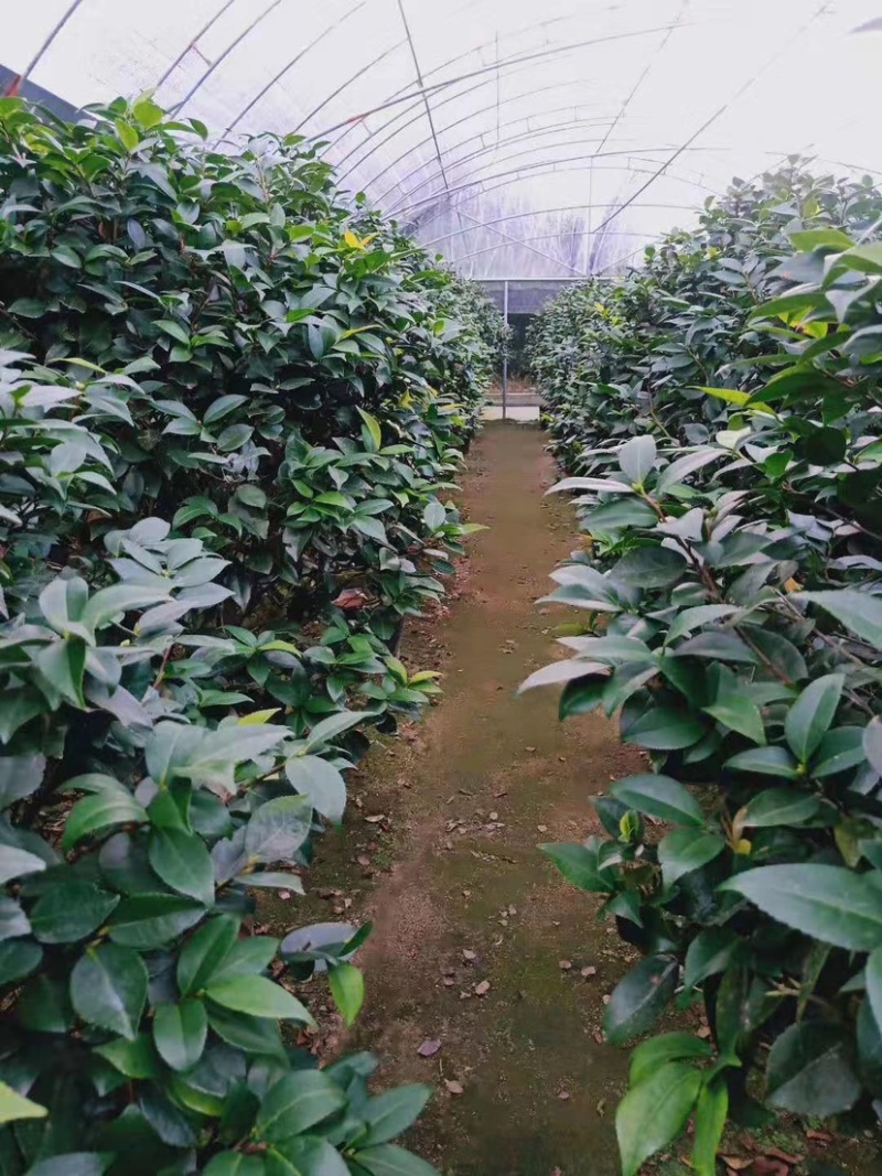 大茶花，香妃茶花，赤丹红茶花福建龙岩永福基地直销