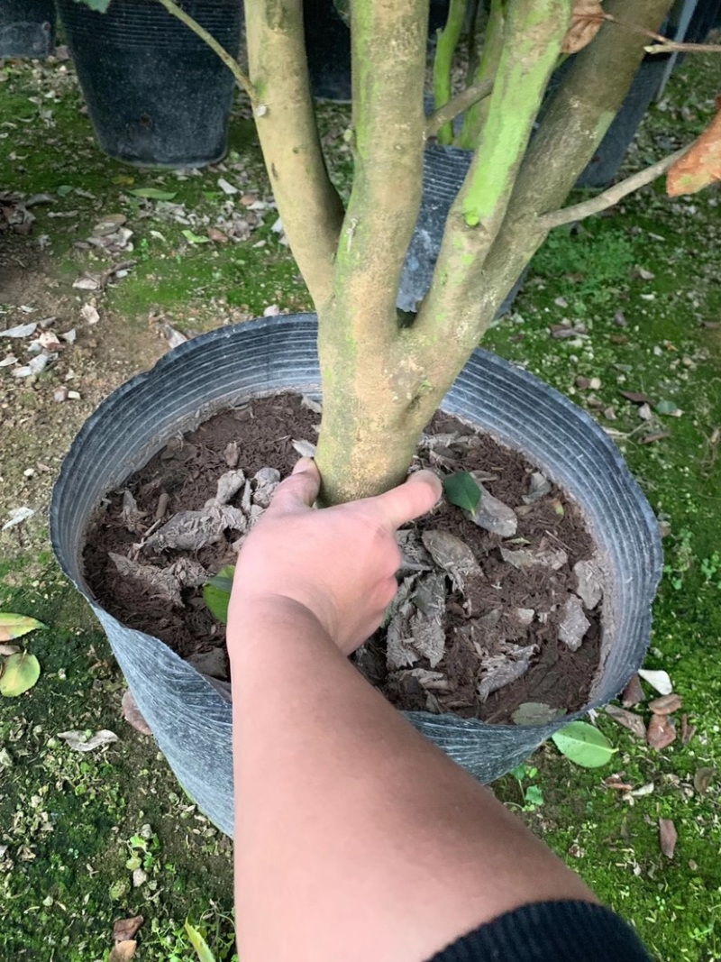 大茶花，香妃茶花，赤丹红茶花福建龙岩永福基地直销