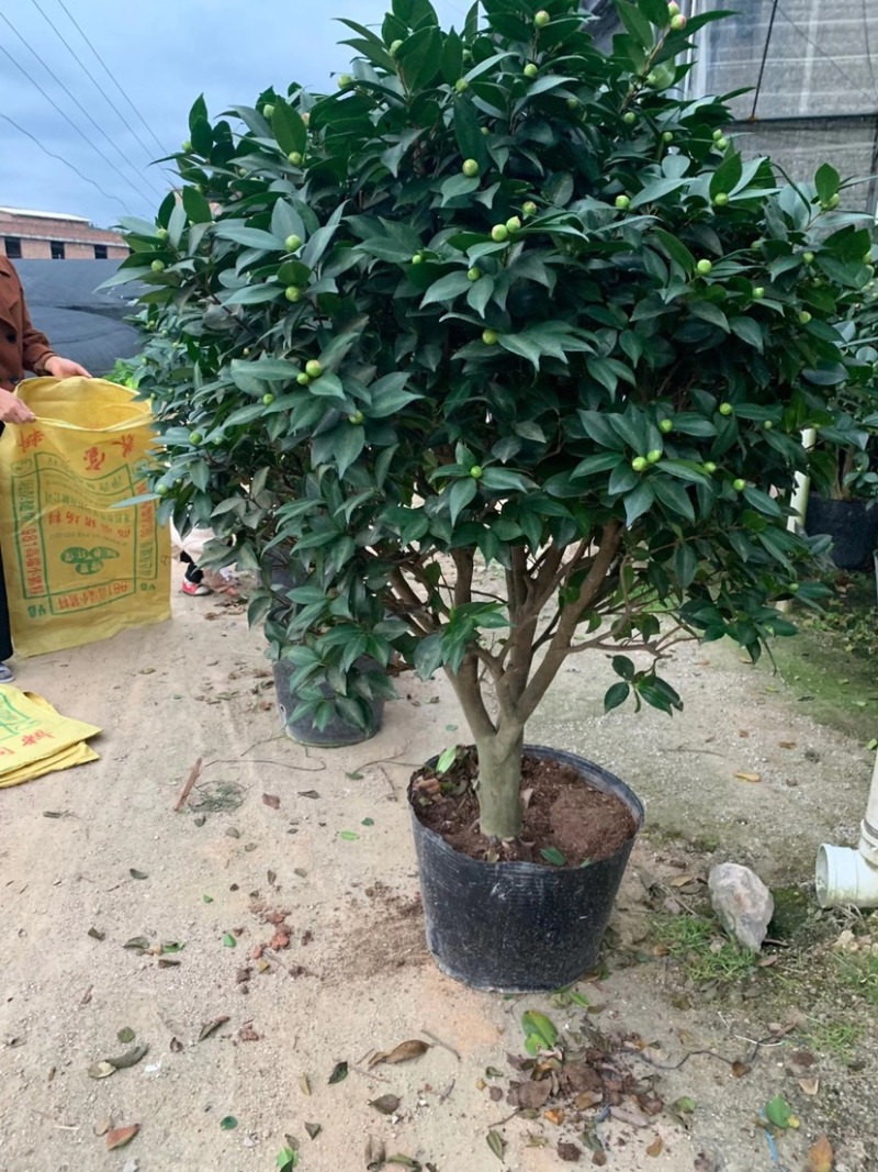 大茶花，香妃茶花，赤丹红茶花福建龙岩永福基地直销