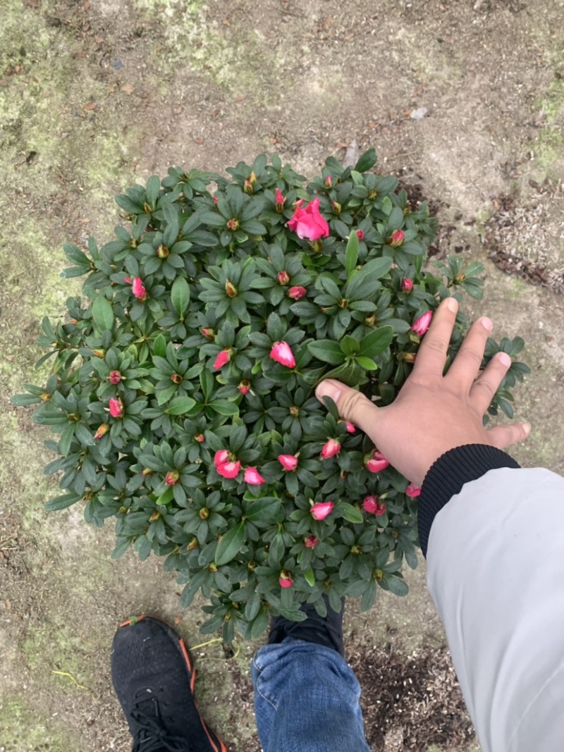 杜鹃，梅红杜鹃，樱桃红，西玛，小桃红，福建龙岩永福基地