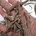 一枝蒿一枝蒿一枝蒿根无硫熏无杂质中药材