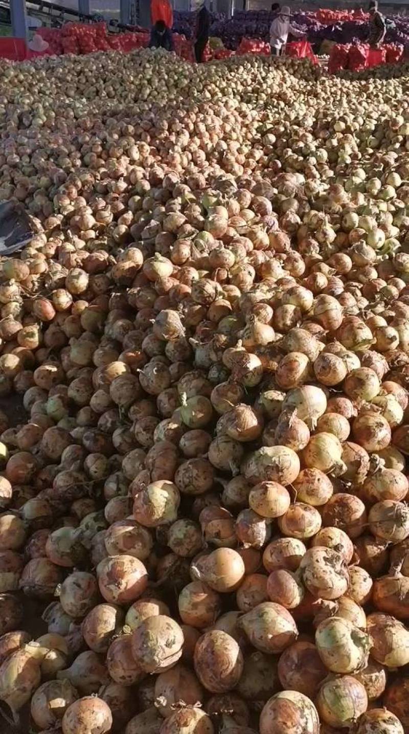 黄皮洋葱-货源充足-基地直供-保证质量。