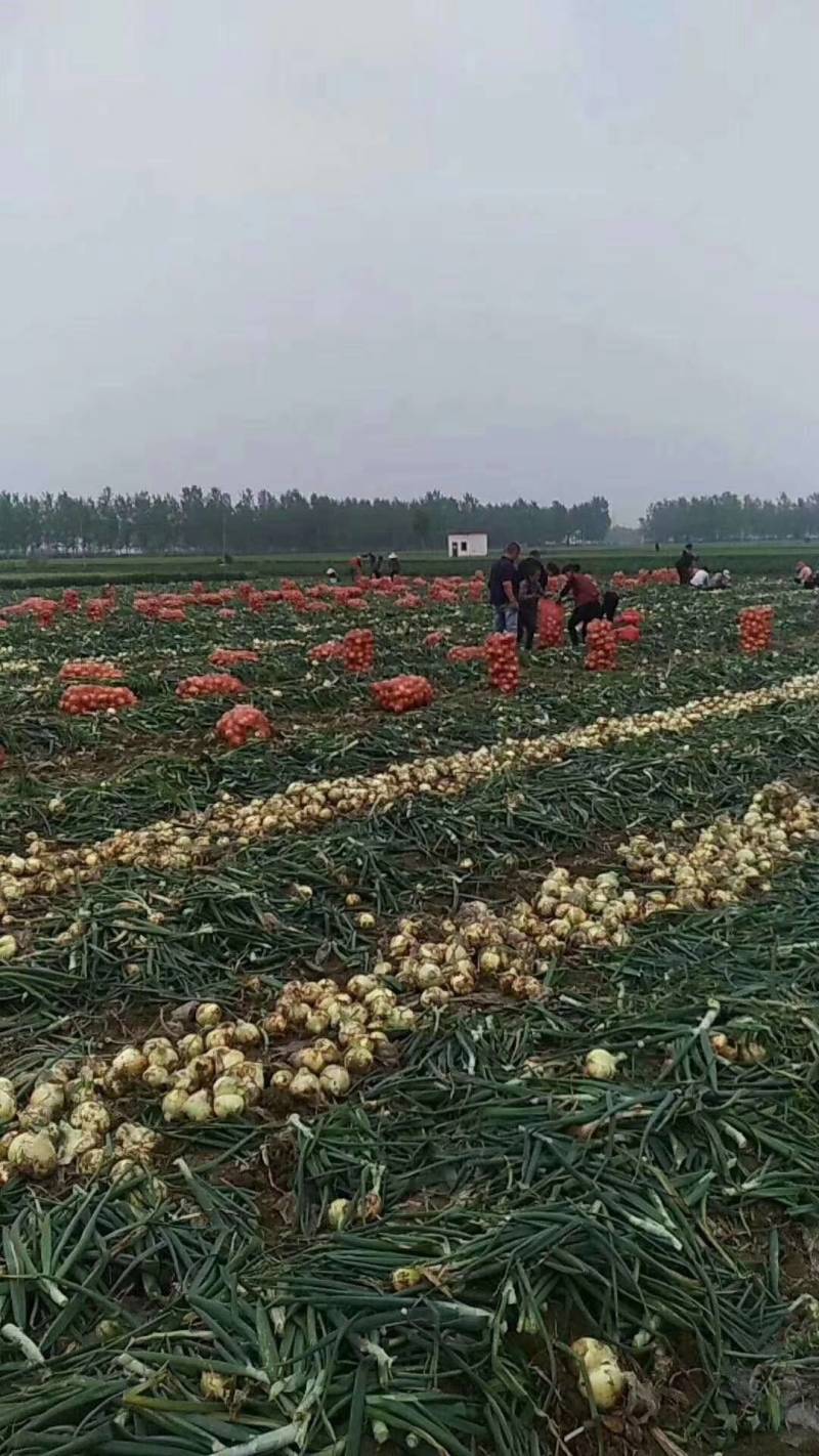 黄皮洋葱-货源充足-基地直供-保证质量。