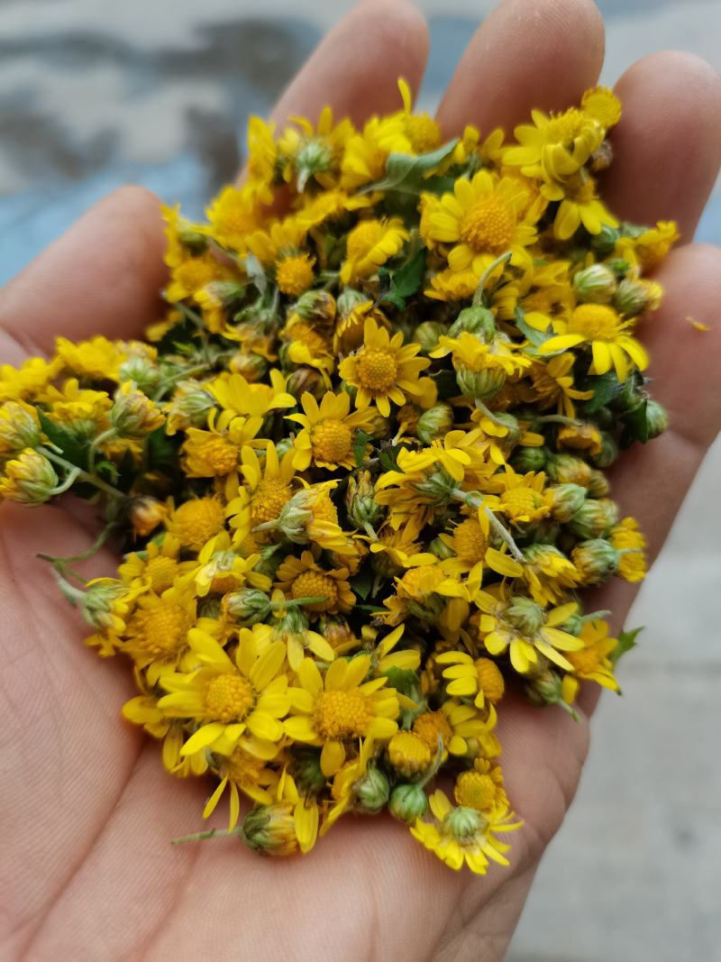 野菊花种子，河南甘野菊种子