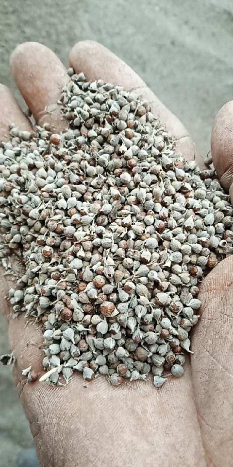 黄荆子荆条种子，可做药，
