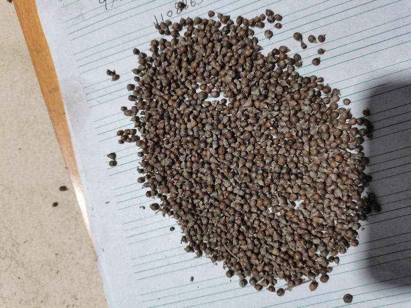 黄荆子荆条种子，可做药，