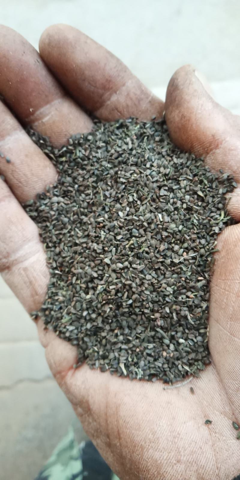 益母草种子，益母草籽
