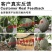 中科蜜五号哈密瓜种子，源自新疆，含糖22度，酥脆多汁